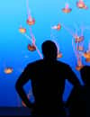 Aquarium of the Americas