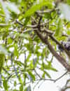 Melbourne Zoo