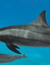 Red Sea Dolphin