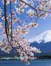 Monte Fuji