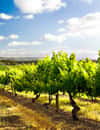 d'Arenberg Winery