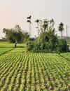 Tra Que Vegetable Village