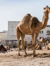 Souq Waqif