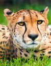 Ann van Dyk Cheetah Centre