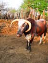 Shakaland