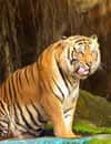 Khao Kheow Open Zoo