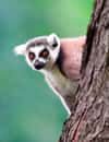 Willowbank Wildlife Reserve