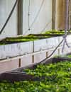Gorreana Tea Factory