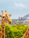 Taronga Zoo