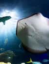 SEA LIFE Hannover