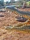 Agadir Crocoparc