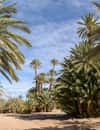 Palmeraie, Marrakech