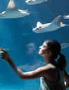 SeaWorld Orlando