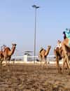 Al Shahaniya Camel Racetrack