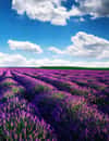 Lavender Fields, Provence