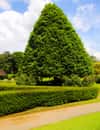 Royal Botanic Gardens, Kandy