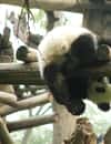 Chengdu Research Base of Giant Panda Breeding