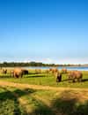 Minneriya National Park