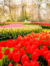 Keukenhof