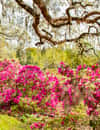 Magnolia Plantation and Gardens