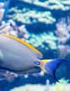 SEA LIFE San Antonio