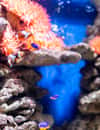 Lanzarote Aquarium