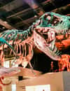 Museum der Naturwissenschaften, Houston