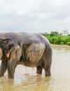 Elephant Jungle Sanctuary Pattaya