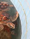 Sea Turtle Conservation Center