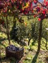 Cantine Apicella, Costa Amalfitana