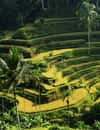 Tegallalang Rice Terrace