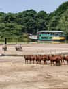 Safaripark Beekse Bergen
