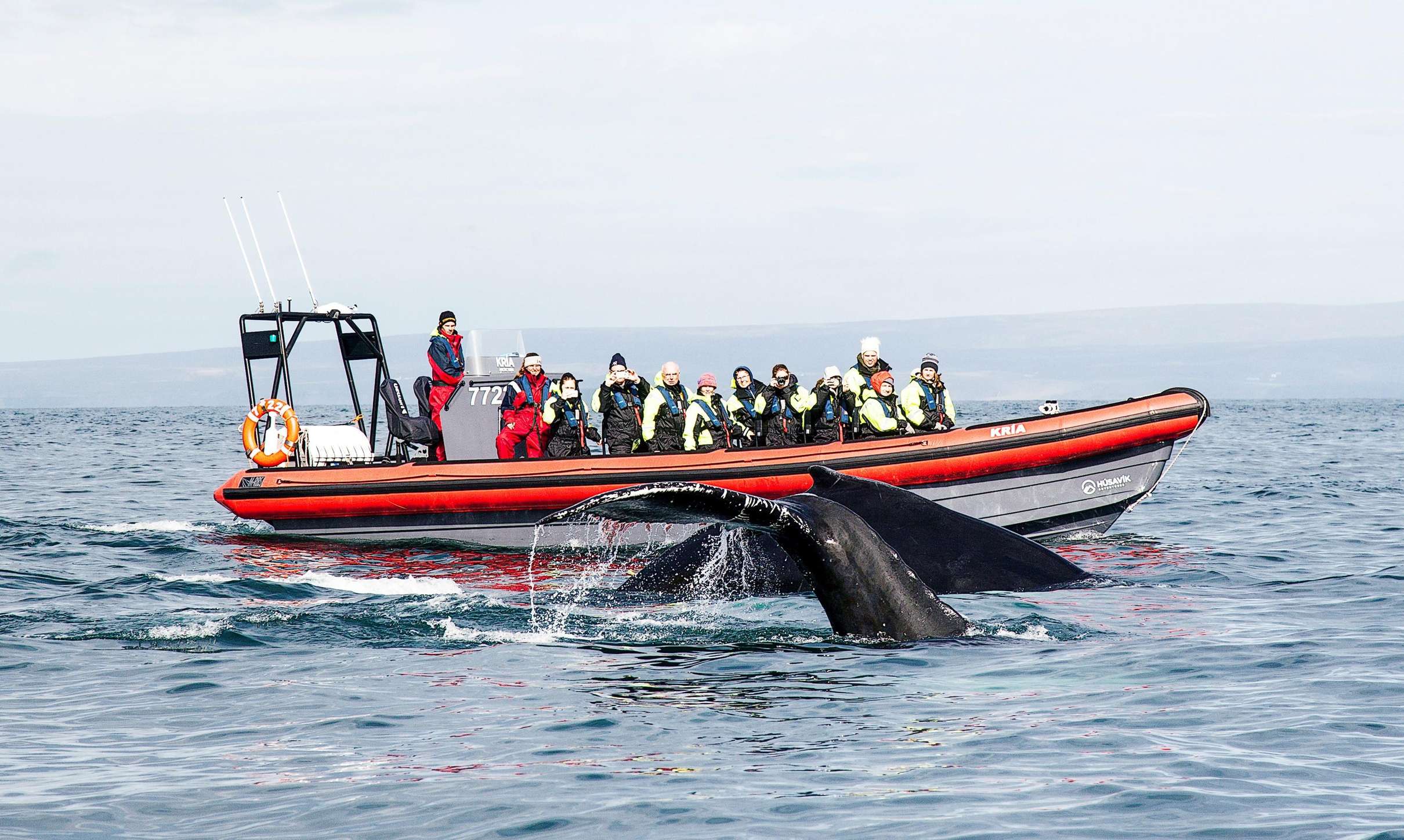 Excursión de ballenas jorobadas y frailecillos en RIB desde Húsavík con Husavik Adventures, bahía de Skjálfandi
