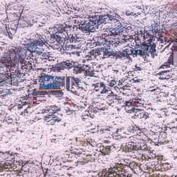 Tsubosaka-dera Tickets & Tours