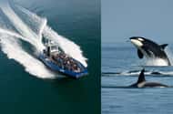 Anacortes: Dolphin & whale watching