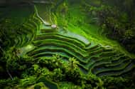 Ubud: All-Inclusive Tour with Optional Lunch