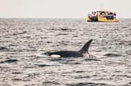 Vancouver: Dinner & lunch cruises