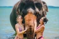 Phuket: Elephant sanctuaries