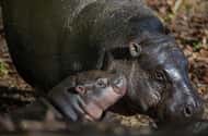 Indgangsbillet til Edinburgh Zoo