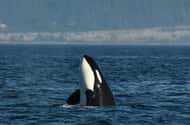 Anacortes: Dolphin & whale watching