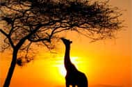 Cape Town: Safaris & wildlife activities