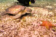 De snorkeltour in het schildpaddenreservaat van Cozumel