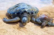 Bali: Swimming with turtles
