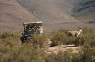 Cape Town: Safaris & wildlife activities