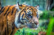 Taronga Zoo Bilety