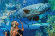 凱恩斯水族館一般門票