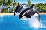 Kombinierte Eintrittskarten für den Loro Parque und den Siam Park