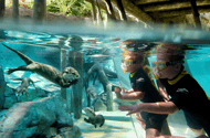Discovery Cove Admission Ticket & Additional Parks