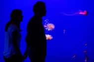 Ticket für das Aquarium von Sevilla