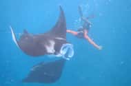 Bali: Swimming with turtles